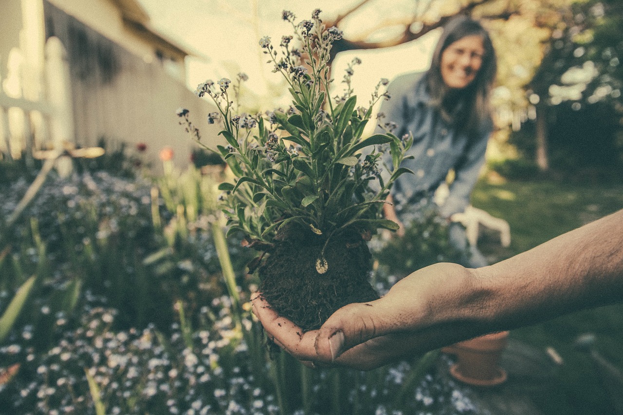 planting, gardening, flowers